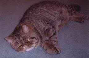 steve01.jpg (6969 bytes)