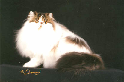 swain03.jpg (10656 bytes)