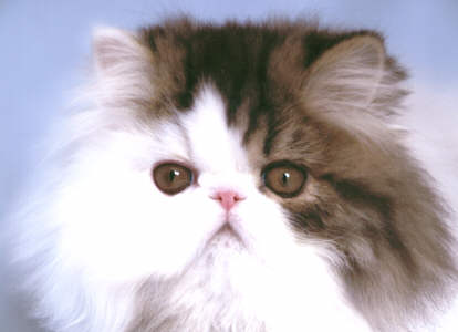 swain04.jpg (13303 bytes)