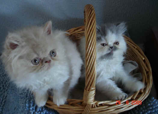 williamskits01.jpg (73352 bytes)