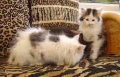 DSC00437.jpg (7528 bytes)