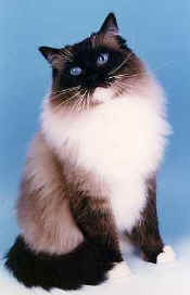 rag04fitz.jpg (8478 bytes)