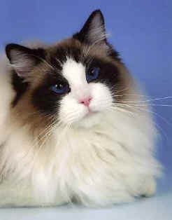 rag05fitz.jpg (9975 bytes)