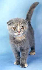 scotfold01fitz.jpg (8727 bytes)