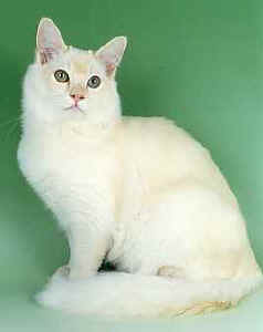 tiff02fitz.jpg (5210 bytes)