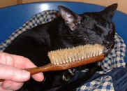 2003_0223 011 kaminari.jpg (13102 bytes)