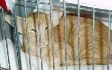 29  1  2005 033.jpg (11867 bytes)