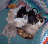 30 June 2004 003.jpg (18835 bytes)