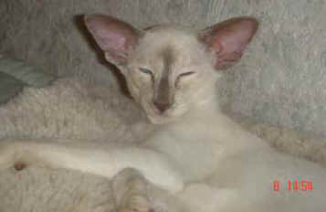 B. Snowflake 32-8.jpg (11582 bytes)