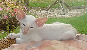 Bethanjo Thumbelina.jpg (10976 bytes)