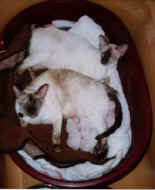 Brew and Mew 1.jpg (9109 bytes)