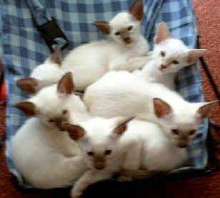 Captured 2005-8-30 00000.jpg (14035 bytes)