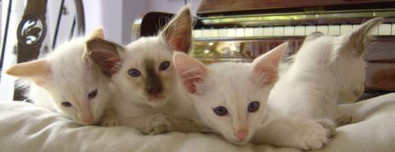 DSC000.jpg (16103 bytes)