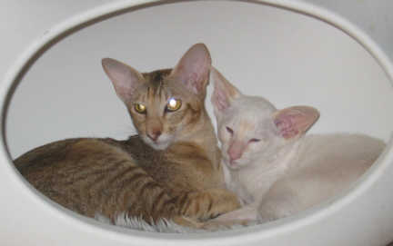 IMG_0070.jpg (9974 bytes)