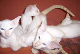 Julie & Daz 309.jpg (23080 bytes)