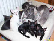 Kits 9.03 mums and kitsgood for web.jpg (13462 bytes)