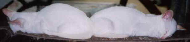 Lucy's Red Bookends.jpg (7047 bytes)