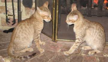 Lynx & Missy.jpg (12306 bytes)