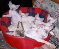 Pacth and Kitts 7 weeks.jpg (9983 bytes)