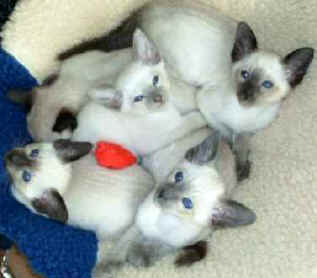 Perfectly posing.jpg (11378 bytes)