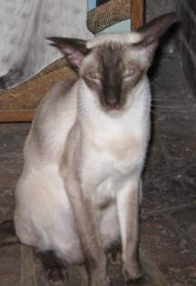 Tabitha - Chocolate Point Siamese.jpg (8984 bytes)