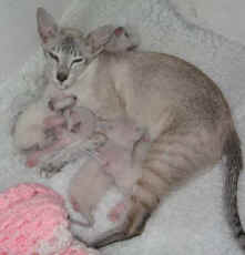 Tilly & 2nd Litter Born 01.01.2007 004.jpg (15166 bytes)