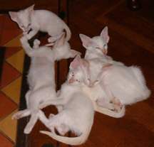 apricot-kittens.jpg (6110 bytes)