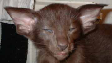 bob2.jpg (6180 bytes)