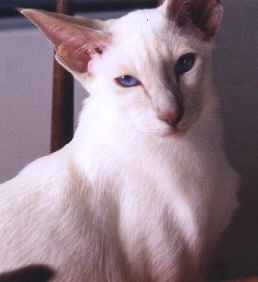 hoal01.jpg (5671 bytes)