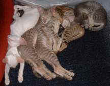 kittens1.jpg (6260 bytes)