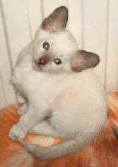 lavinshy Boho.jpg (5364 bytes)