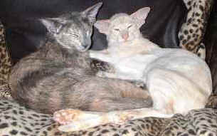 madasnsplashnew.jpg (9035 bytes)