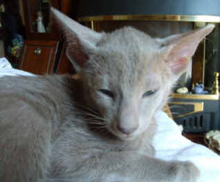 simpson0703.jpg (10041 bytes)