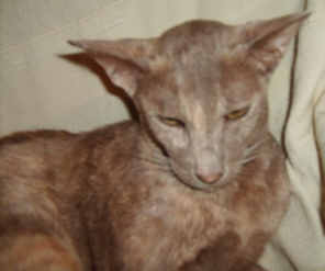 simpson0705.jpg (6895 bytes)