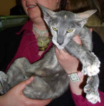 simpson0707.jpg (15465 bytes)