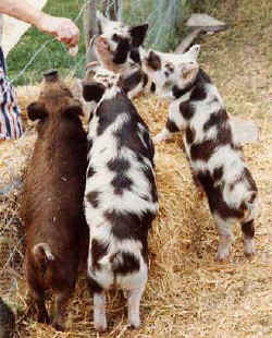 KunepigletsfeedingA.jpg (26589 bytes)