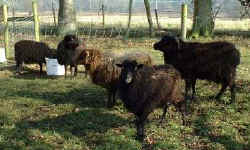 OuessGroup2A.jpg (21094 bytes)