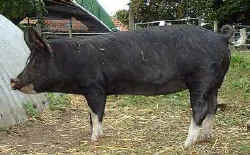 Patience2B.jpg (20681 bytes)