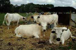 White Parks3C.jpg (9412 bytes)