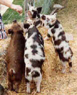 KunepigletsfeedingA.jpg (26589 bytes)