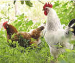 Three photos of Chickens