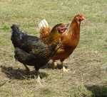 chickens-2-150a.jpg (4460 bytes)