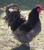 imgp0170.jpg (84688 bytes)