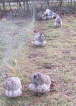 lavenderorpingtons.jpg (18253 bytes)