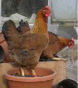 plantpot.jpg (23057 bytes)