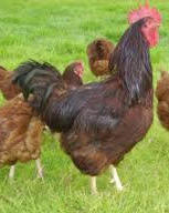 6 RHODE ISLAND RED HATCHING EGGS