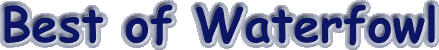 bestofwaterfowl.gif (5124 bytes)