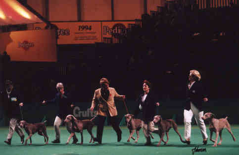 crufts2002a.jpg (12482 bytes)