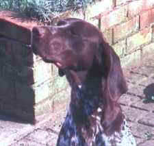 goodness.jpg (8071 bytes)