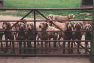 gunalt2.jpg (5671 bytes)